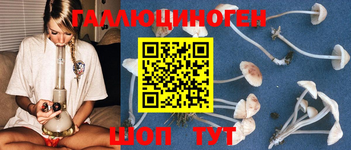 Галлюциногенные грибы Psilocybe  Вход с VPN  Кольчугино 